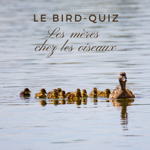 Le Bird Quiz M Res Chez Les Oiseaux Une Histoire De Plumes