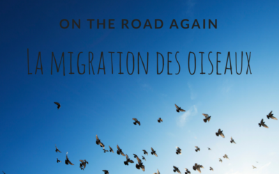 On the road again: la migration des oiseaux