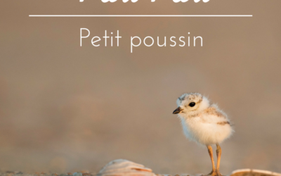 Piou piou, petit poussin