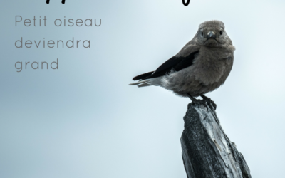 L’apprentissage : petit oiseau deviendra grand