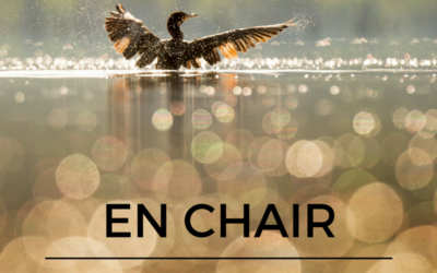 En chair et en os: le squelette des oiseaux