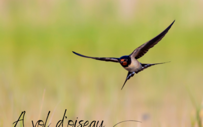 À vol d’oiseau