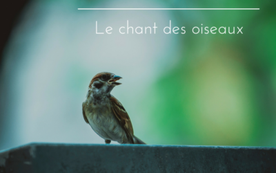 The Voice: le chant des oiseaux – Episode 1