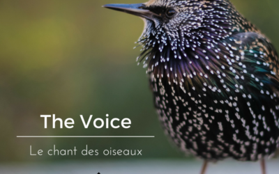 The Voice: le chant des oiseaux – Dernier épisode