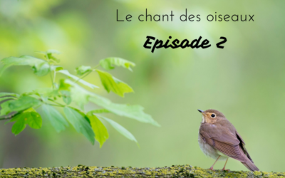 The Voice: le chant des oiseaux – Episode 2