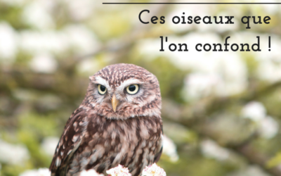 Si ce n’est toi…Ces oiseaux que l’on confond !