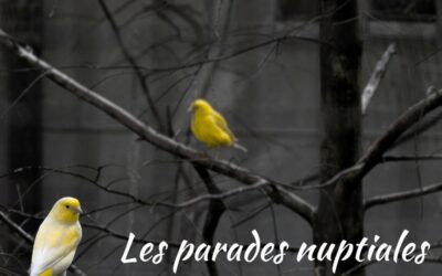 Valentin/Valentine: les parades amoureuses des oiseaux