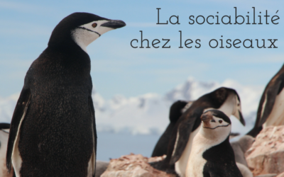 Toi plus moi plus eux : la sociabilité chez les oiseaux