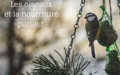 À table! Les oiseaux et la nourriture – Partie 1