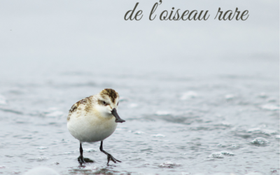 A la recherche de l’oiseau rare