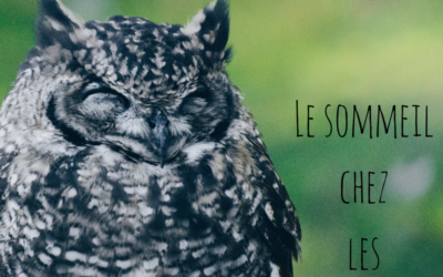 Dis, tu dors?…Le sommeil chez les oiseaux