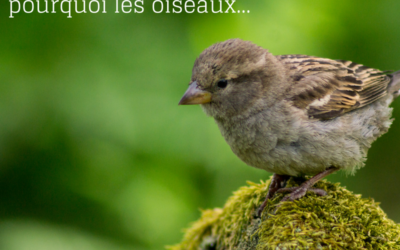 Dis Google, pourquoi les oiseaux…Episode 2!