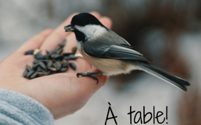 À table! Les oiseaux et la nourriture – Partie 2