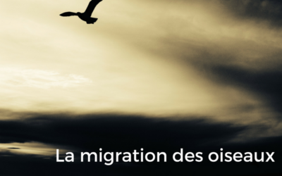 La migration des oiseaux: choisir sa voie