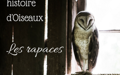 Une histoire d’Oiseaux: les Rapaces