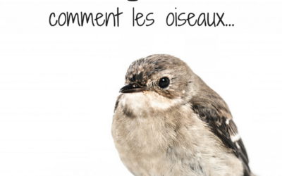 Dis Google, comment les oiseaux…