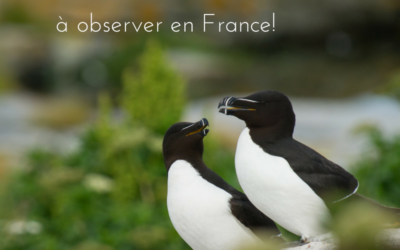 5 oiseaux rares à observer en France !