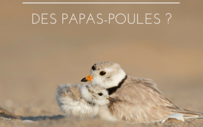 Les oiseaux sont-ils des papas-poules?