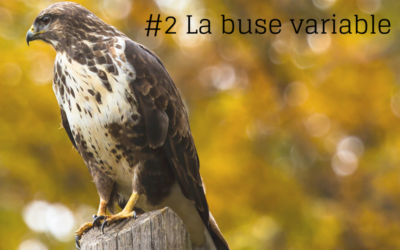 La série de l’été – Episode 2: la Buse variable