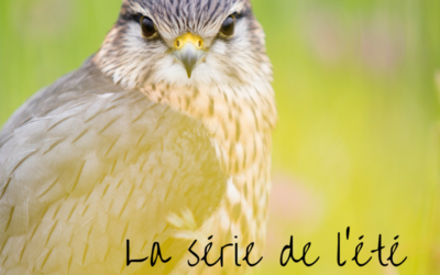 La série de l’été – Episode 6: le Faucon crécerelle