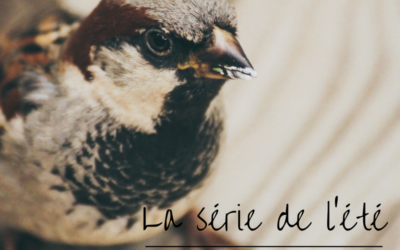 La série de l’été – Episode 4: le Moineau domestique