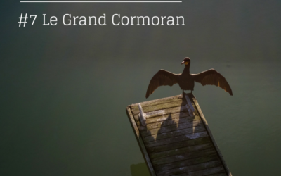 La série de l’été – Episode 7: le Grand Cormoran