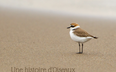 Une histoire d’Oiseaux: les limicoles