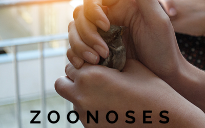 Zoonoses: c’est grave, docteur?