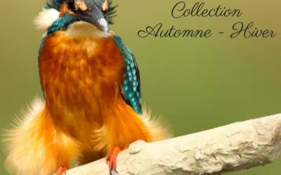 Les plumages des oiseaux: Collection automne-hiver