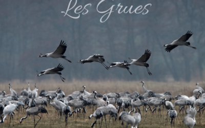 Une histoire d’Oiseaux: les Grues