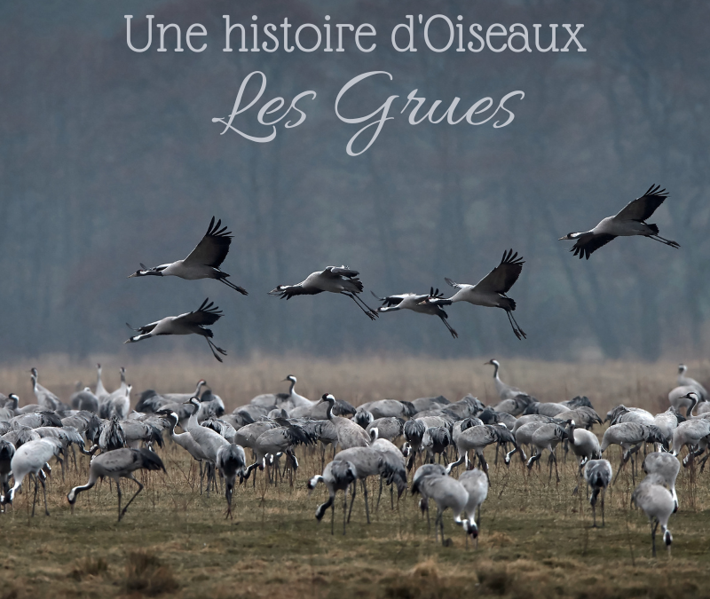 Une histoire d’Oiseaux: les Grues