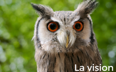 T’as d’beaux yeux, tu sais – La vision chez les oiseaux