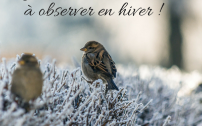 5 passereaux rares à observer en hiver