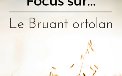 Focus sur…Le Bruant ortolan