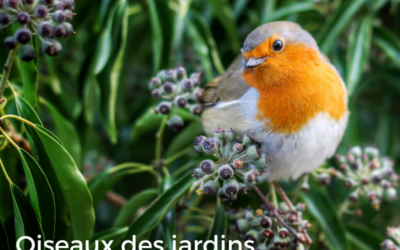 Oiseaux des jardins: Dr Jekyll et M.Hyde