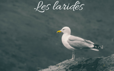 Une histoire d’Oiseaux: les Laridés