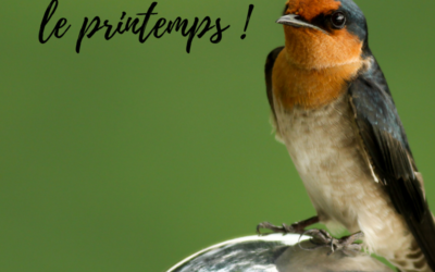 Ces oiseaux qui annoncent le printemps