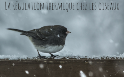 Chaud/froid: la régulation thermique chez les oiseaux