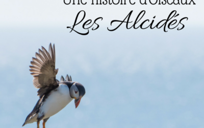 Une histoire d’Oiseaux: les Alcidés