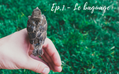 Ornithologue, qui es-tu? Episode 1 – le baguage