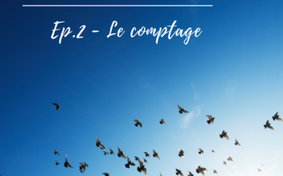 Ornithologue, qui es-tu? Episode 2 – le comptage