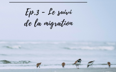 Ornithologue, qui es-tu? Episode 3 – le suivi de la migration