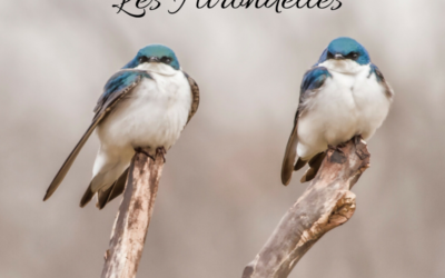 Une histoire d’Oiseaux: les Hirondelles