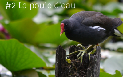 La série de l’été – Episode 2: La Poule d’eau