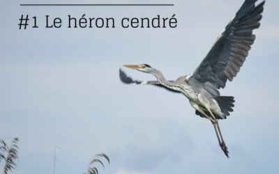 La série de l’été – Episode 1: Le Héron cendré