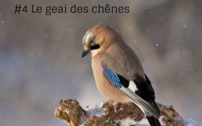 La série de l’été – Episode 4: Le geai des chênes