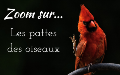 Zoom sur…Les pattes des oiseaux