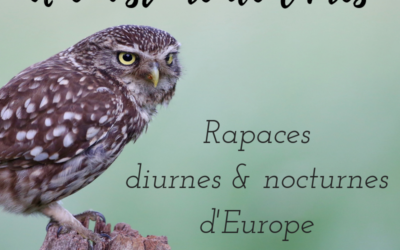 Une histoire de livres: « Rapaces diurnes et nocturnes d’Europe »