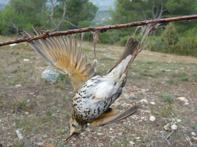 la chasse à la glu, une des chasses traditionnelles évoquées dans le nouvel article d'une histoire de plumes
