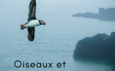 Oiseaux et marées noires